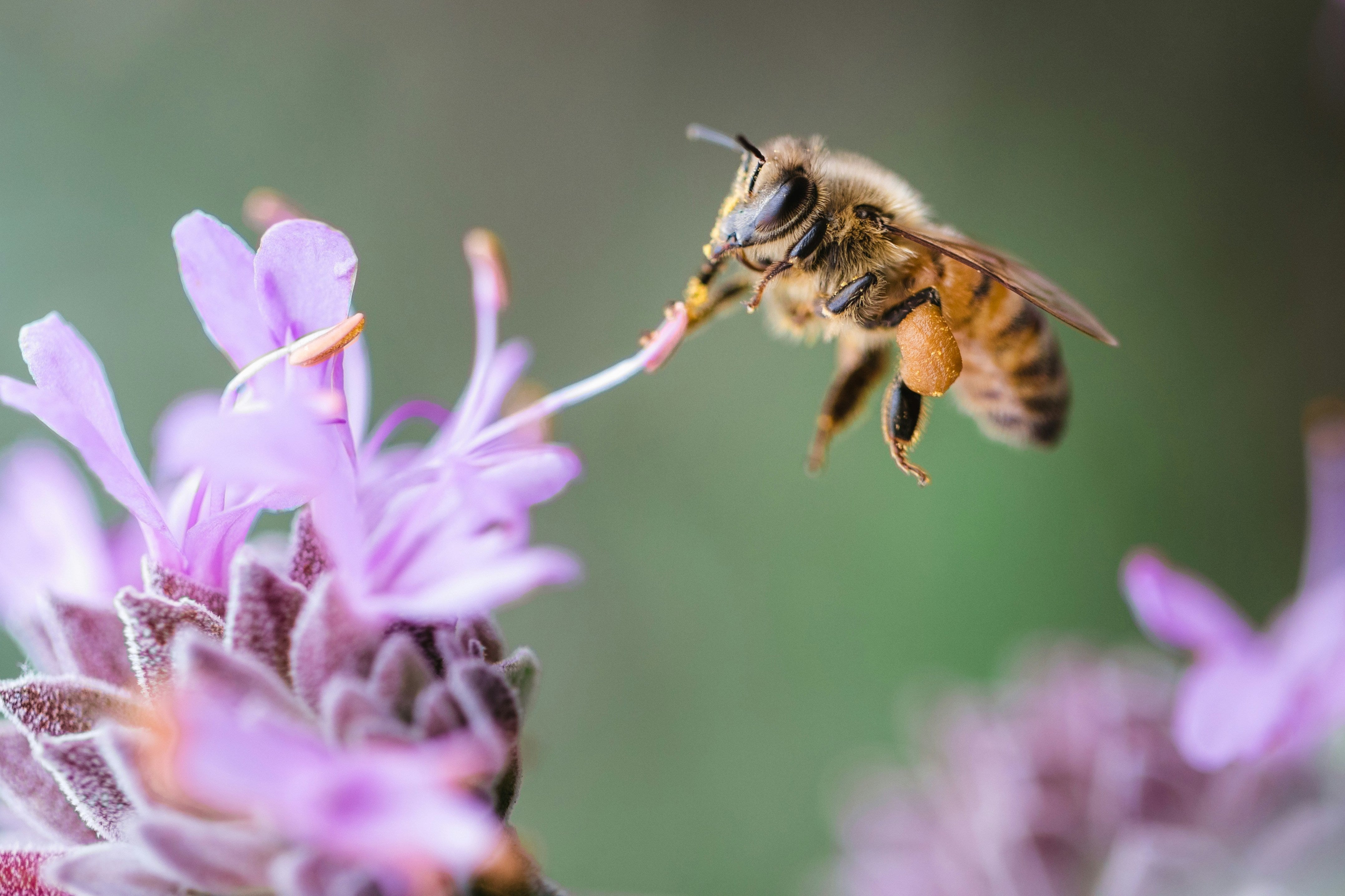 Spring and Summer Wildlife to Watch in the UK (and how to support it)