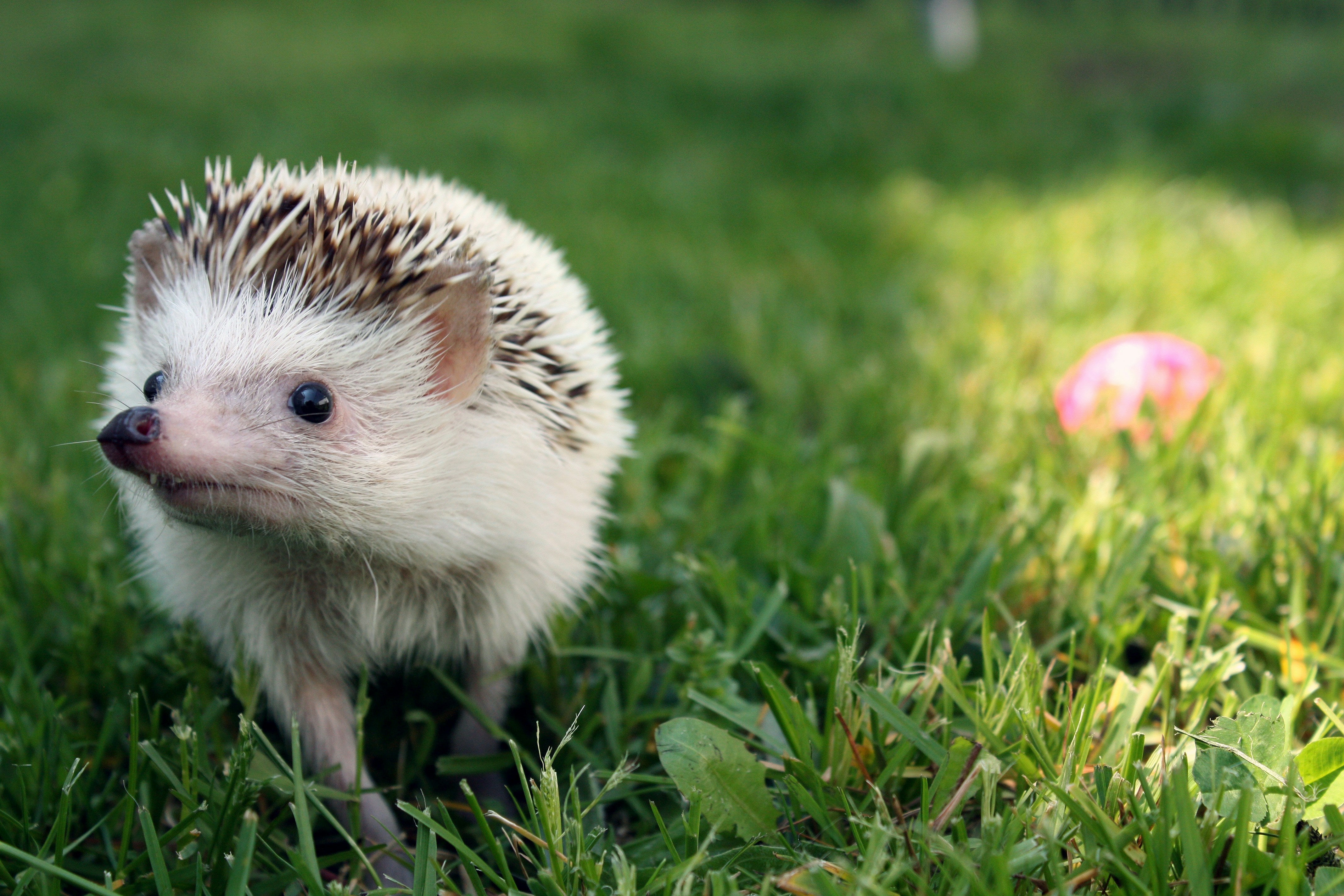 Why Hedgehogs Matter and How We Can Help Protect Them