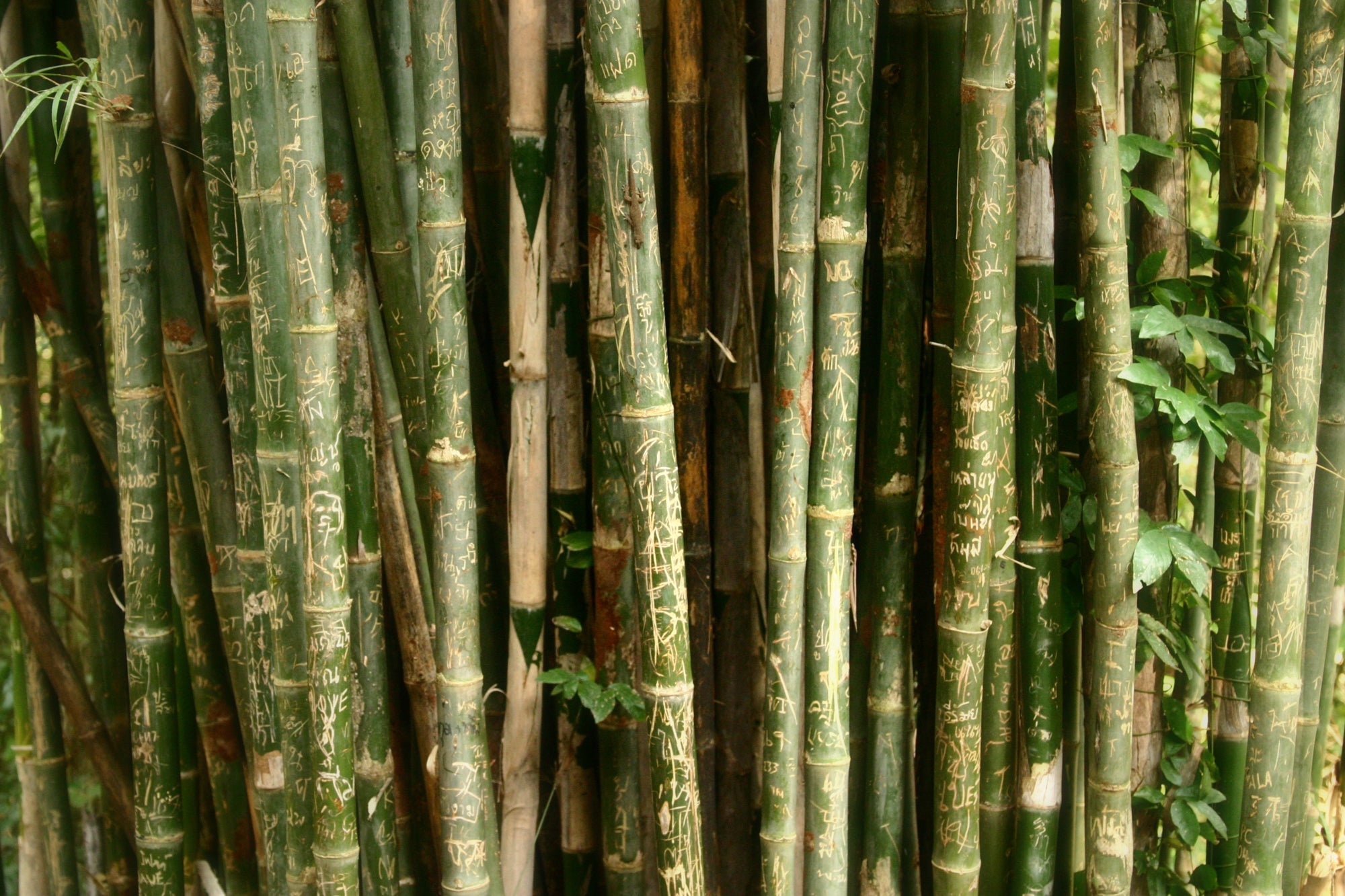 Bamboo Socks