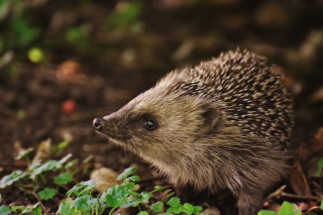 10 facts about hedgehogs | Hedgy Socks - We Are Hedgy