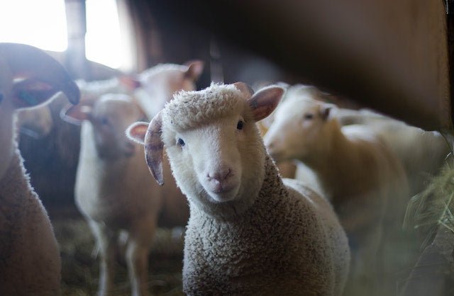 Open day at the farm animal sanctuary | Hedgy Socks - We Are Hedgy