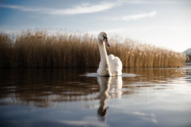 Why we must protect our British Swans | Hedgy Socks - We Are Hedgy